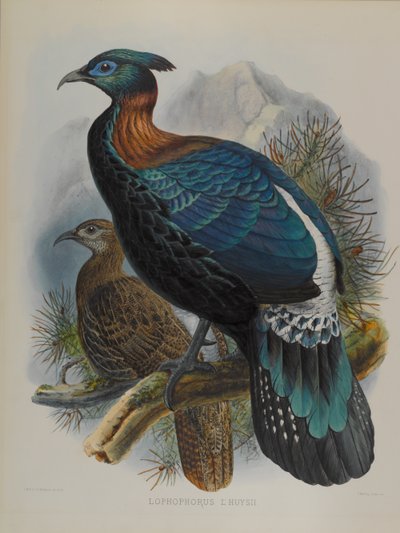 Lophophorus L